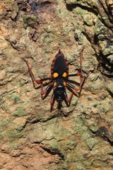 Acanthaspis immodesta