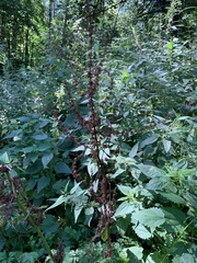 Rumex obtusifolius
