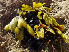 Fucus guiryi