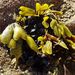 Fucus limitaneus - Photo (c) mtfoliveira, some rights reserved (CC BY-NC), uploaded by mtfoliveira