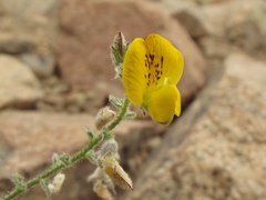 Adesmia eremophila