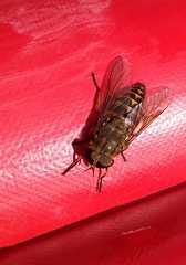 Tabanus bovinus