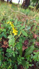 Melilotus officinalis