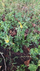 Melilotus officinalis