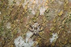 Phaeacius malayensis