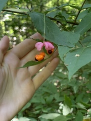 Euonymus verrucosus