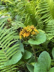 Ligularia