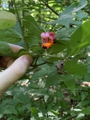 Euonymus verrucosus