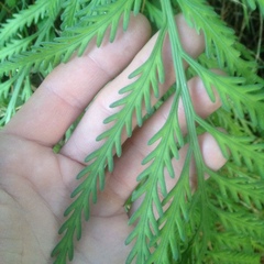 Asplenium flaccidum flaccidum