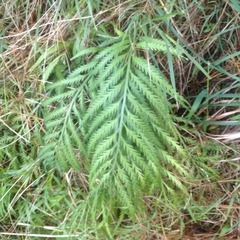 Asplenium flaccidum flaccidum