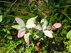 Exobasidium sundstroemii