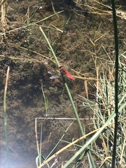 Crocothemis servilia