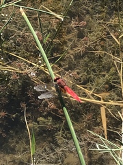 Crocothemis servilia
