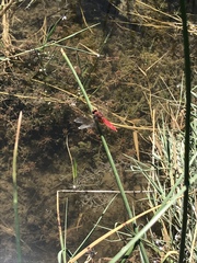 Crocothemis servilia