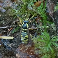 Vespula austriaca
