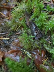 Vespula austriaca