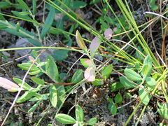 Exobasidium sundstroemii