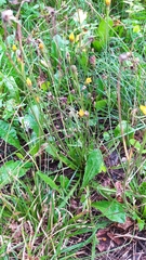 Scorzoneroides autumnalis