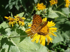 Argynnis adippe