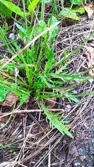 Scorzoneroides autumnalis