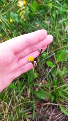 Scorzoneroides autumnalis