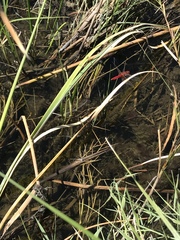 Crocothemis servilia