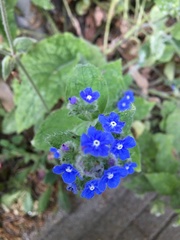 Pentaglottis sempervirens