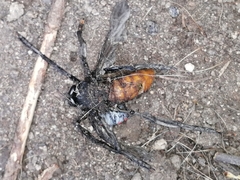 Archilestris magnificus
