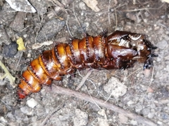 Archilestris magnificus