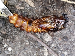 Archilestris magnificus