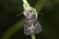 Condica aroana