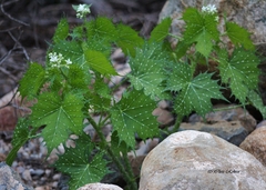 Cnidoscolus angustidens