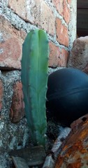 Myrtillocactus geometrizans