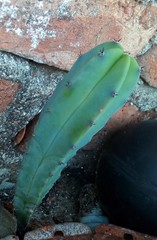 Myrtillocactus geometrizans