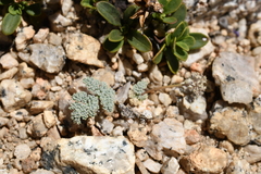 Oreonana clementis