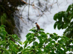 Pycnonotus xanthorrhous