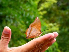 Charaxes