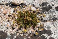 Ivesia lycopodioides