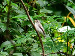 Muscicapa dauurica