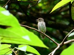 Muscicapa dauurica