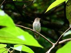 Muscicapa dauurica