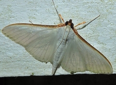 Palpita margaritacea