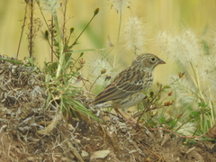 Anthus brevirostris