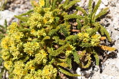 Ivesia lycopodioides