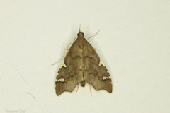 Deana hybreasalis