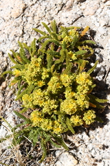 Ivesia lycopodioides