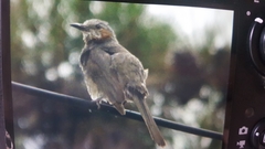 Hypsipetes amaurotis