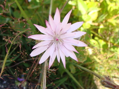 Scorzonera rosea