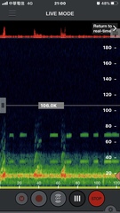 Hipposideros armiger terasensis