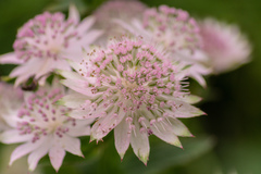 Astrantia major